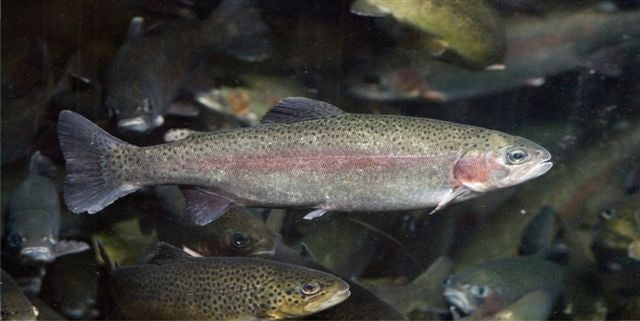 Rainbow Trout School Photo License Plate