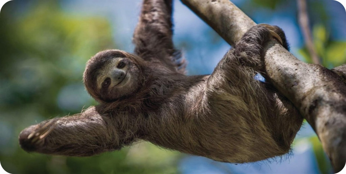 Sloth Photo License Plate