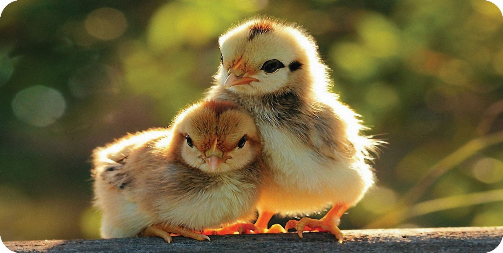 Little Chicks Photo License Plate