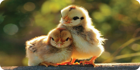 Little Chicks Photo License Plate