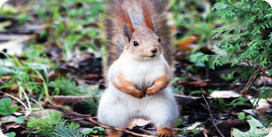 Red Squirrel #3 Photo License Plate