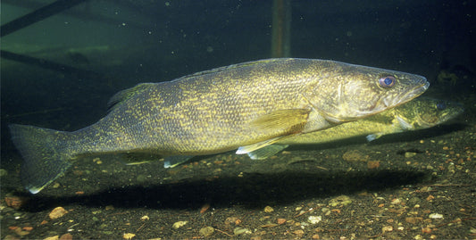 Walleye Fish Underwater Photo License Plate