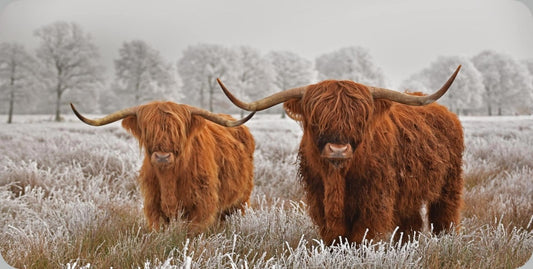 Highland Cattle Photo License Plate