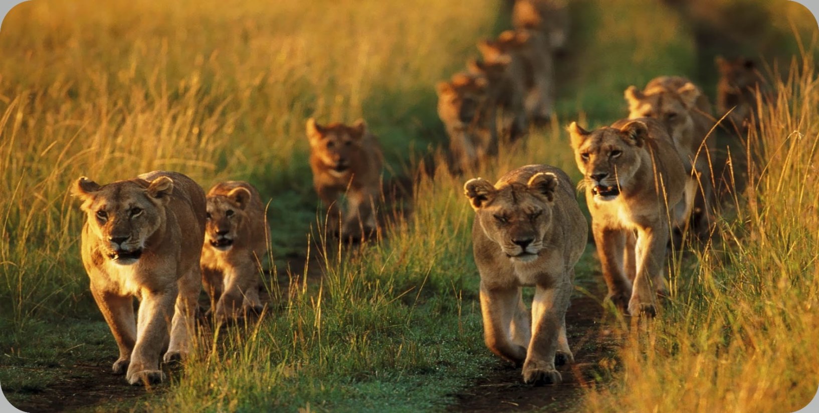 Lion Pack Photo License Plate