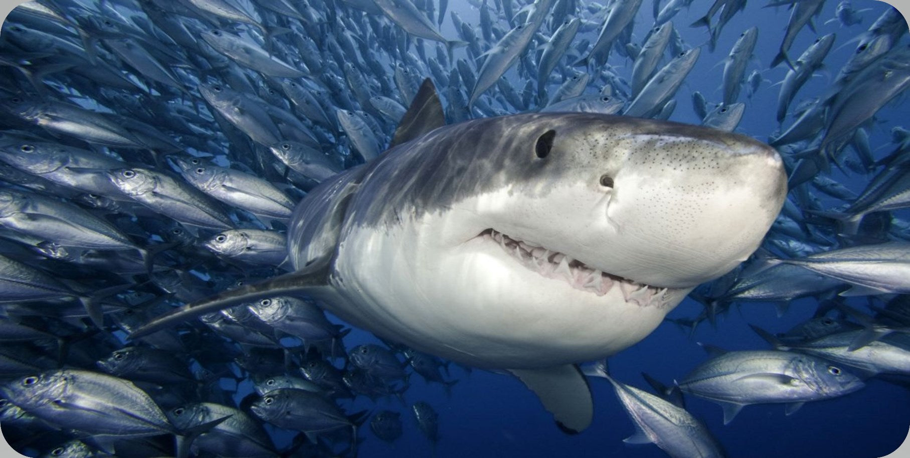 Shark Swimming With Fish Photo License Plate