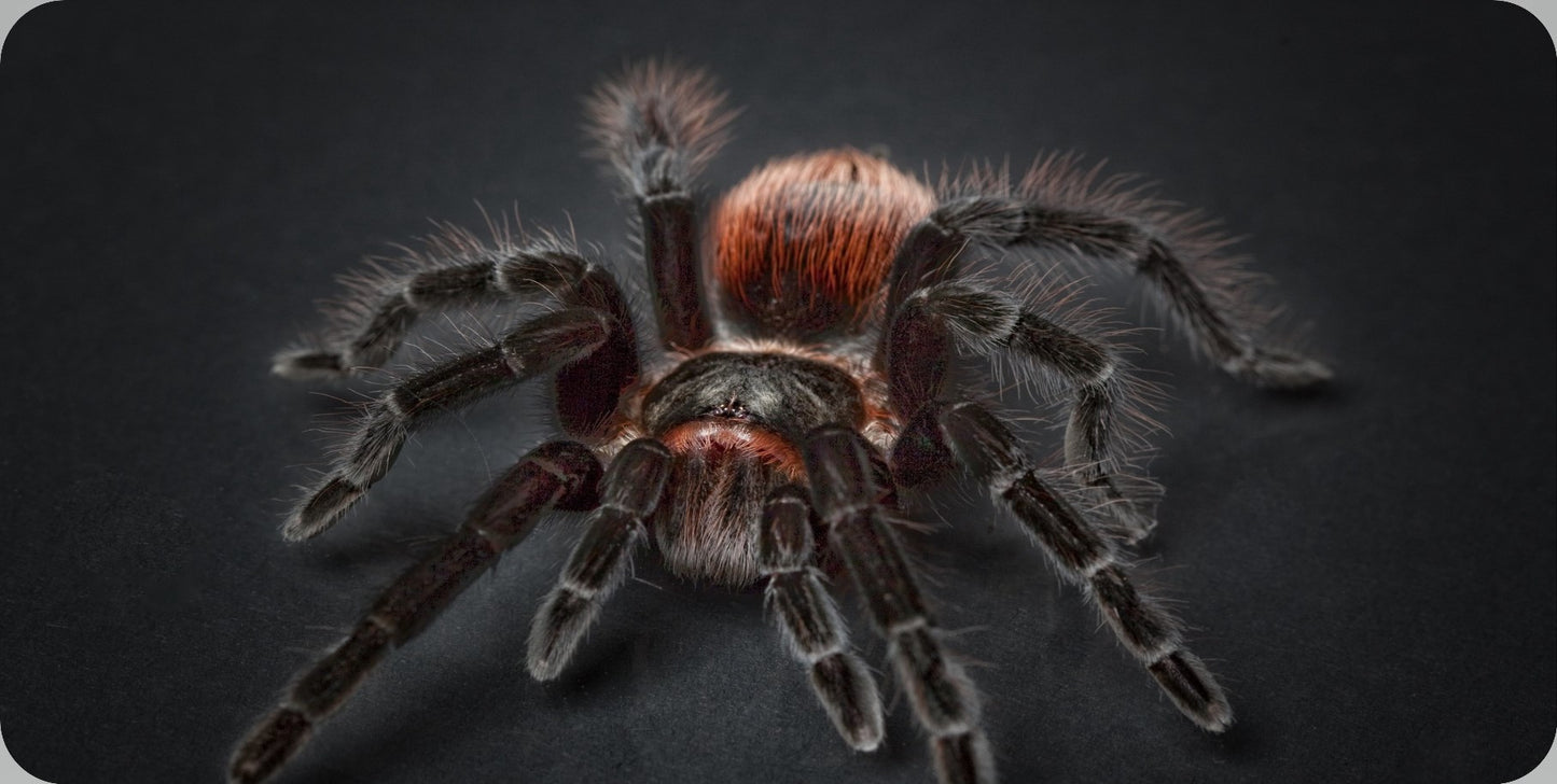 Tarantula Centered Photo License Plate