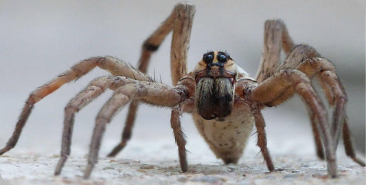 Wolf Spider Photo License Plate