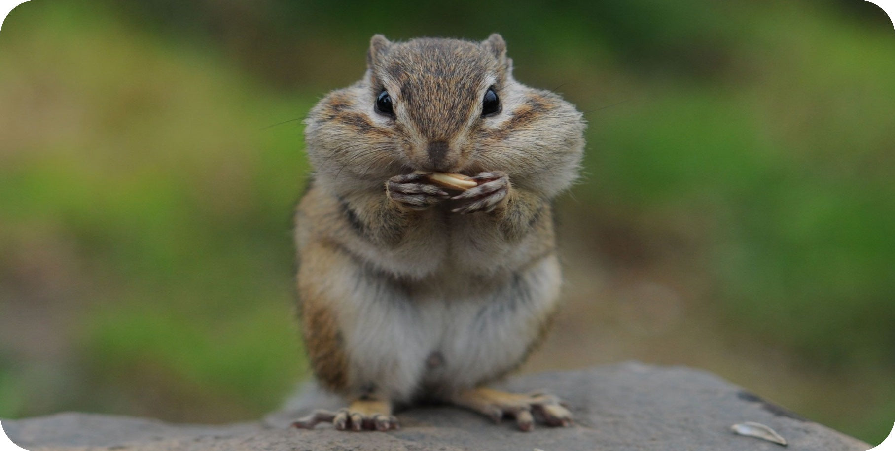 Chipmunk Photo License Plate