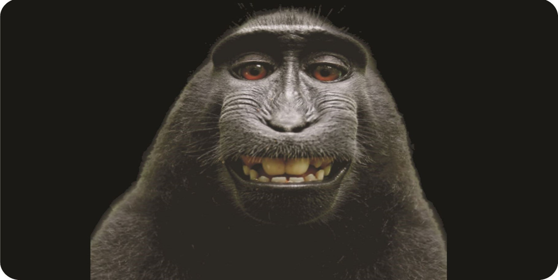 Baboon Selfie Photo License Plate