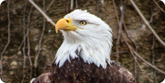 Eagle Centered Woodlands Photo License Plate