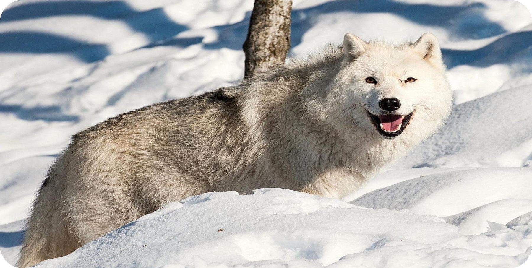 Wolf In Snow Photo License Plate