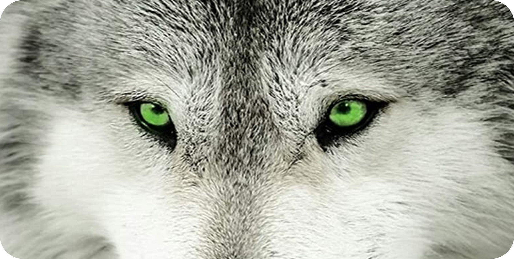 Wolf With Green Eyes Photo License Plate