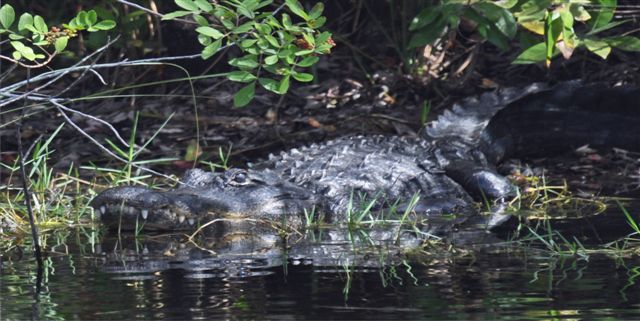 Gator In The Swamp Photo License Plate