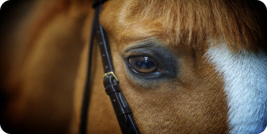 Horse Eye Photo License Plate