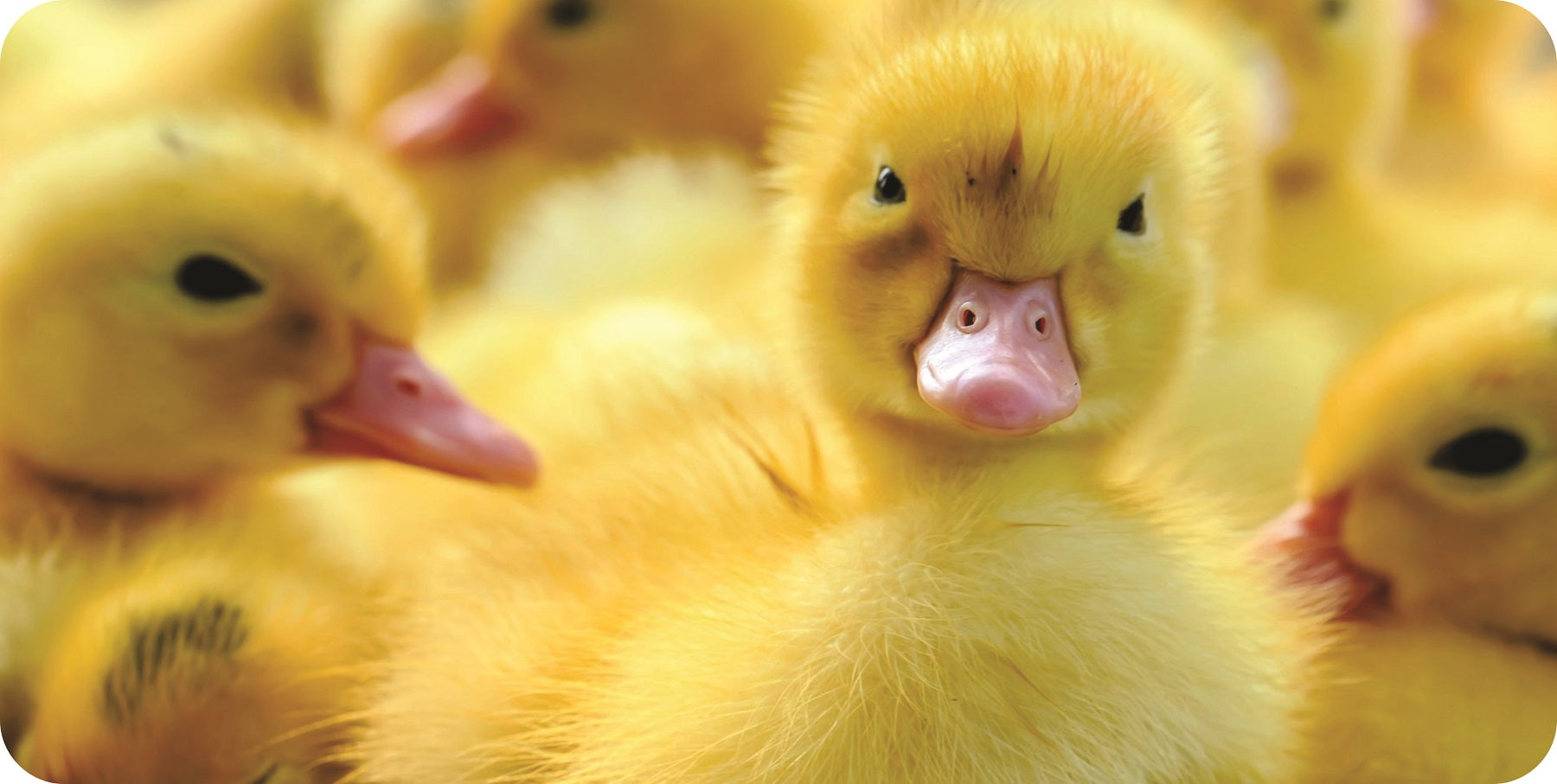 Baby Ducks Photo License Plate