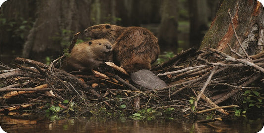 Beavers #1 Photo License Plate