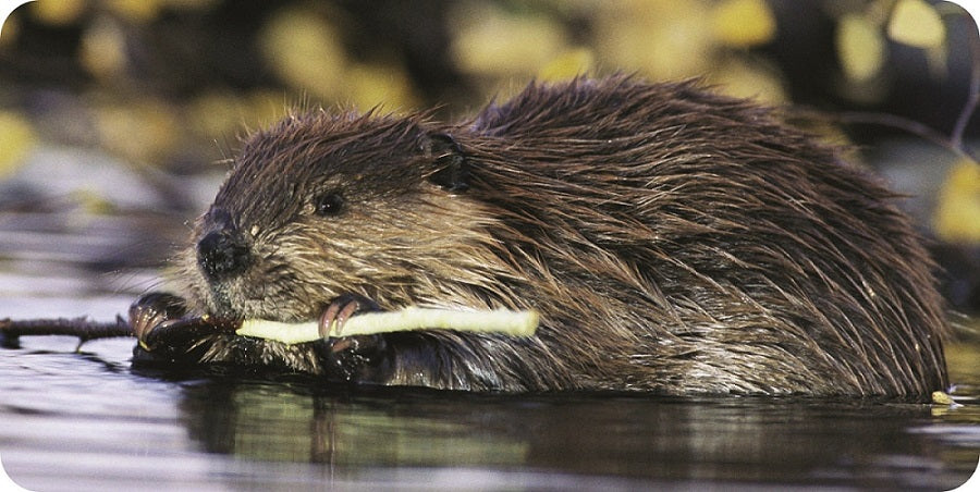 Beavers #2 Photo License Plate