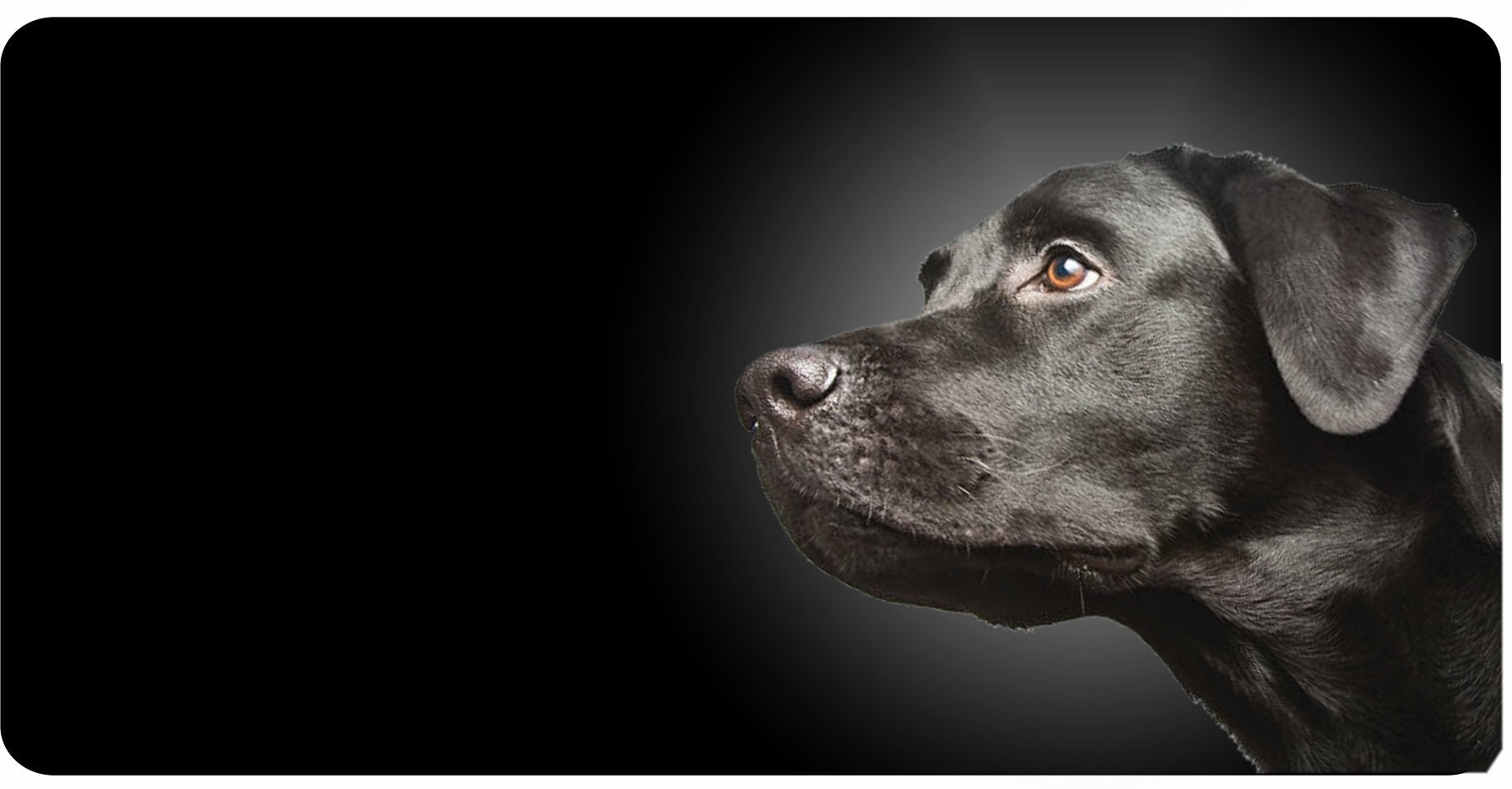 Black Lab Dog On Black Photo License Plate