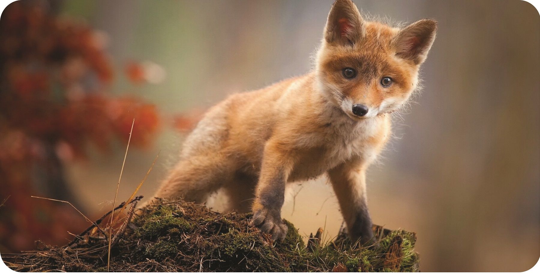 Baby Fox Photo License Plate