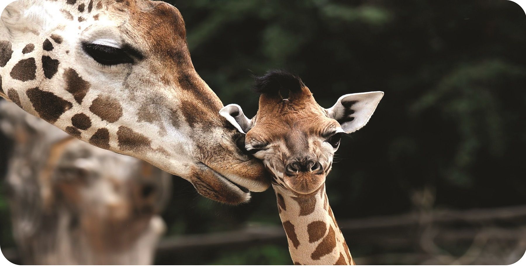 Baby Giraffe Photo License Plate