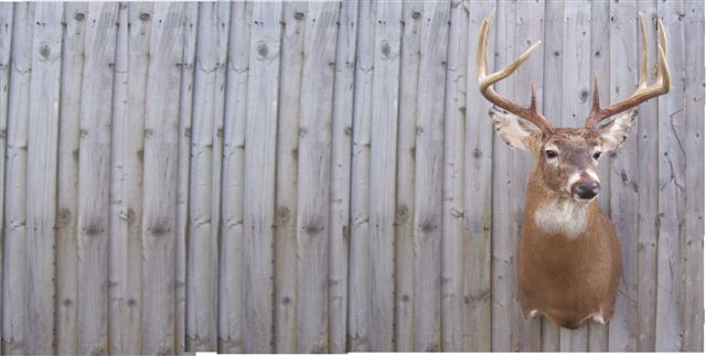 Mounted Trophy Buck Offset Photo License Plate