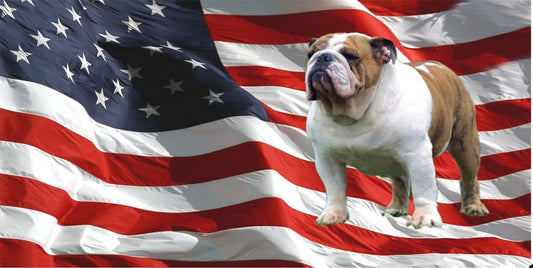 Bulldog On U.S. Flag Photo License Plate