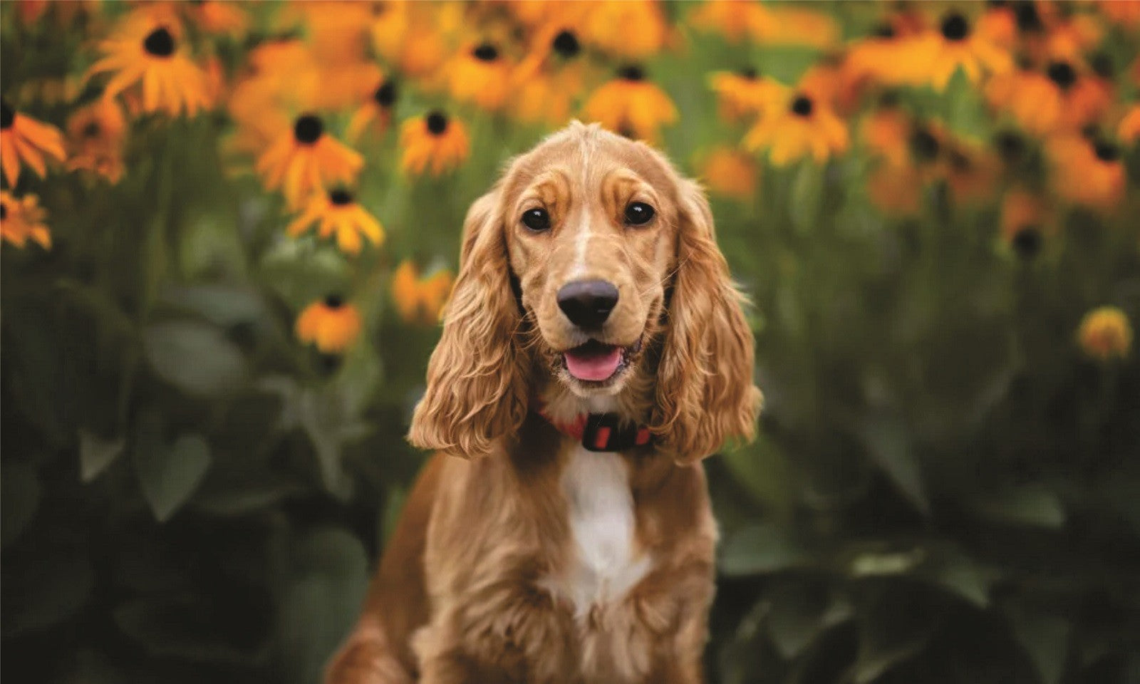 Cocker Spaniel Photo License Plate