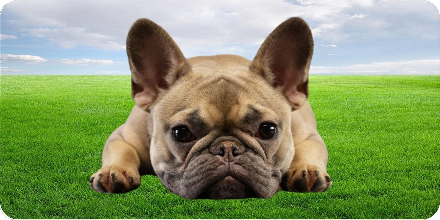 French Bulldog In Grass Photo License Plate