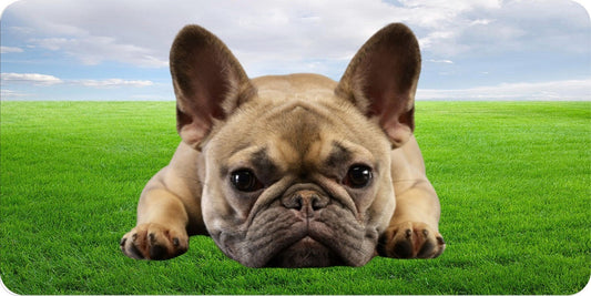 French Bulldog In Grass Photo License Plate