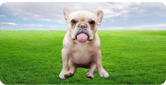 French Bulldog With Tongue Out Photo License Plate