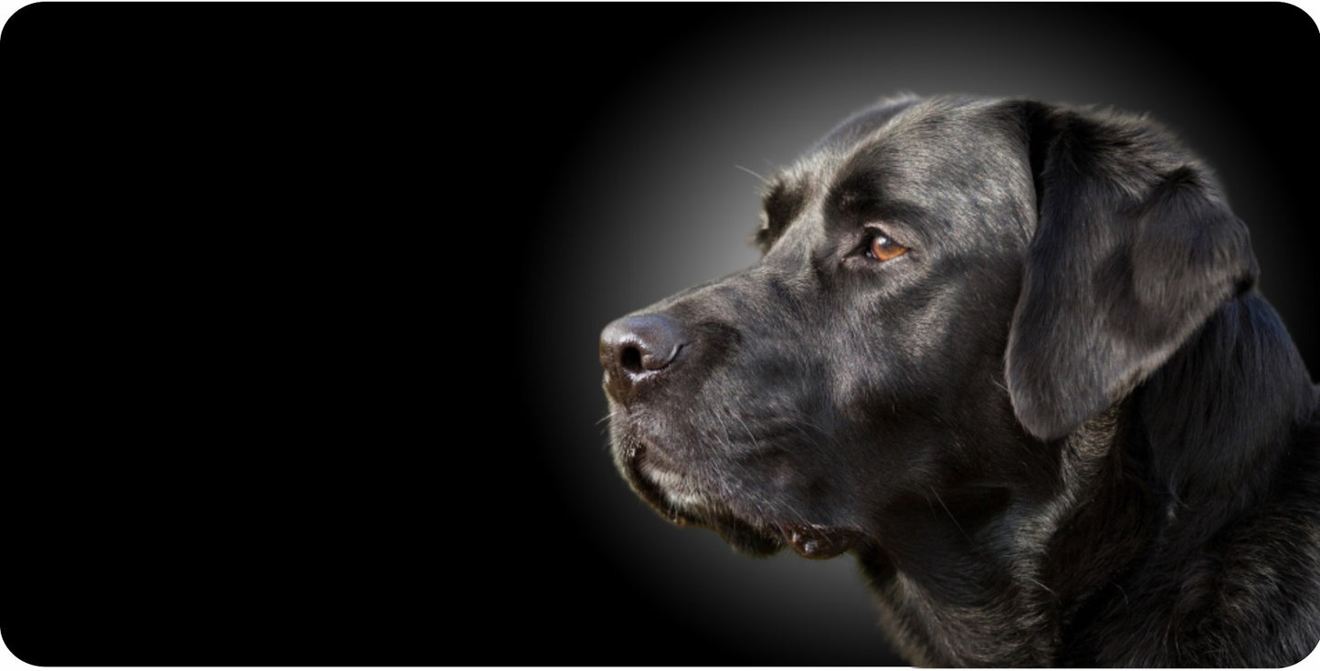 Black Labrador Offset Photo License Plate