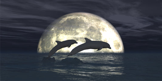 Dolphins In Moon Light Photo License Plate