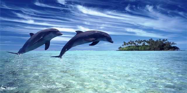 Dolphins Jumping Photo License Plate