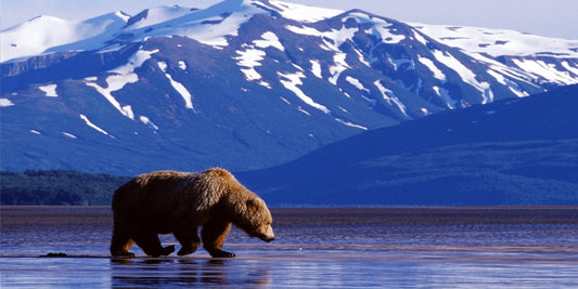 Brown Bear Photo License Plate