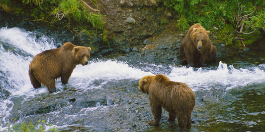 Brown Bear #3 Photo License Plate