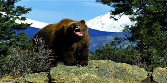 Brown Bear #4 Photo License Plate