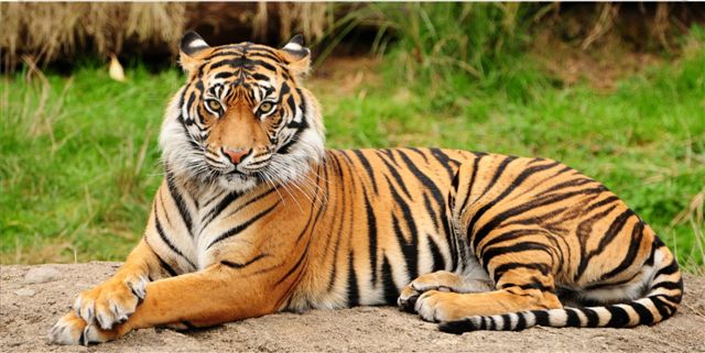 Bengal Tiger Photo License Plate