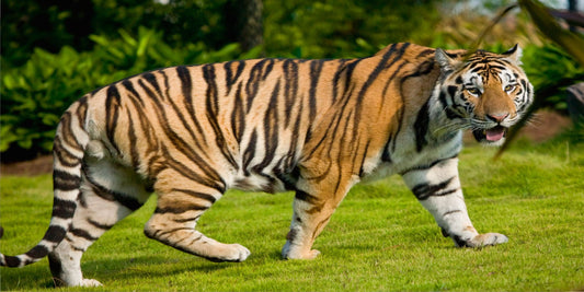 Bengal Tiger #2 Photo License Plate