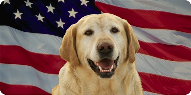 Yellow Lab On American Flag Photo License Plate