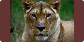 Lioness Centered Photo License Plate