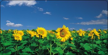 Sunflowers Against Sky Photo License Plate