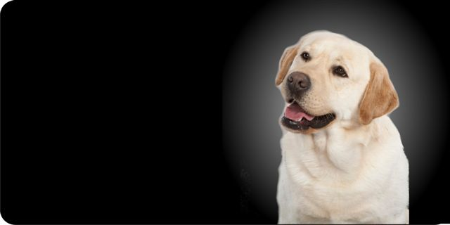 Yellow Lab Dog Photo License Plate