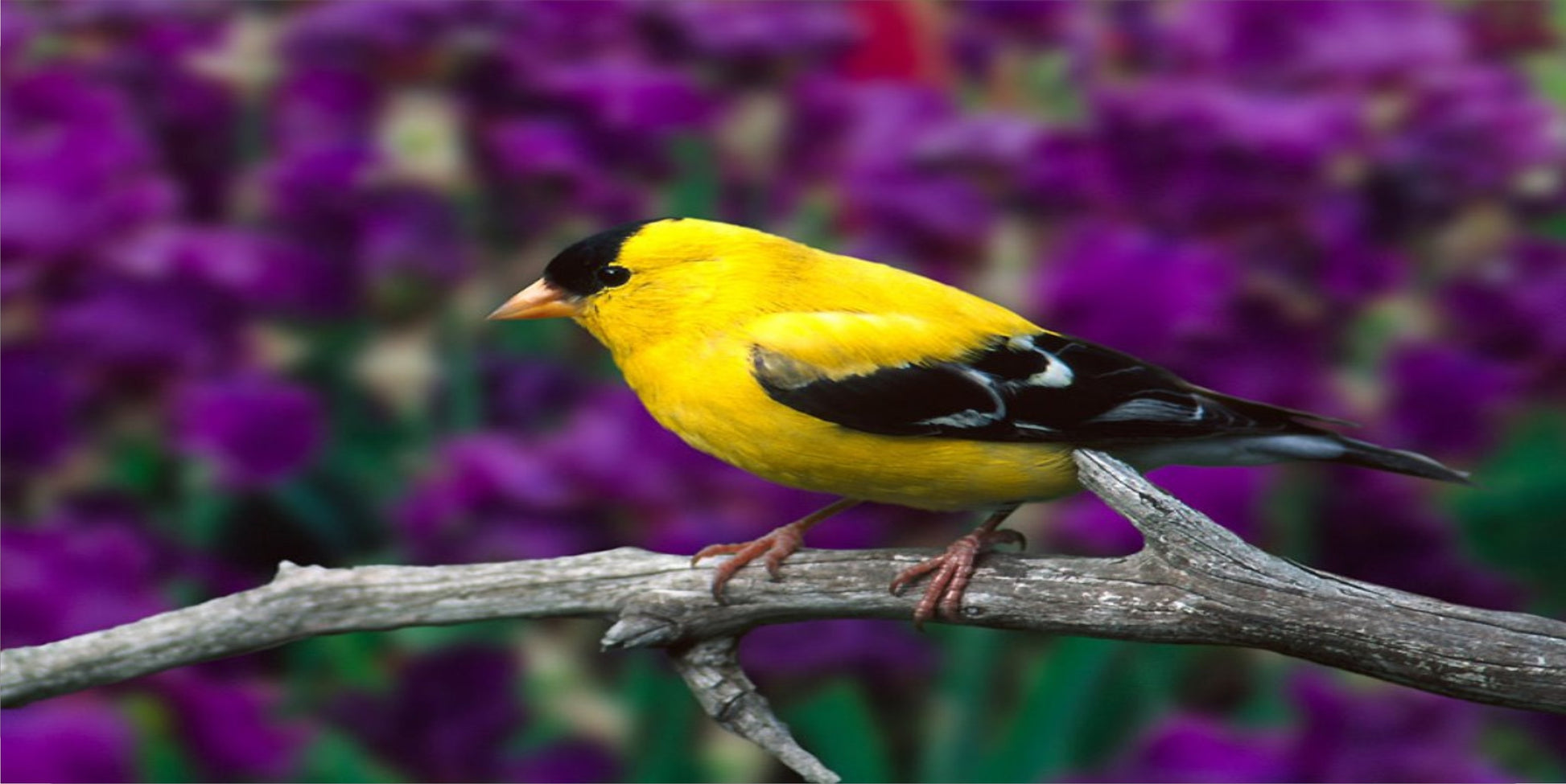 Yellow Canary Photo License Plate