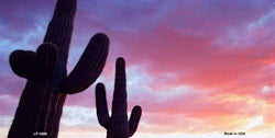 Sunset Saguaro  Cactus License Plate