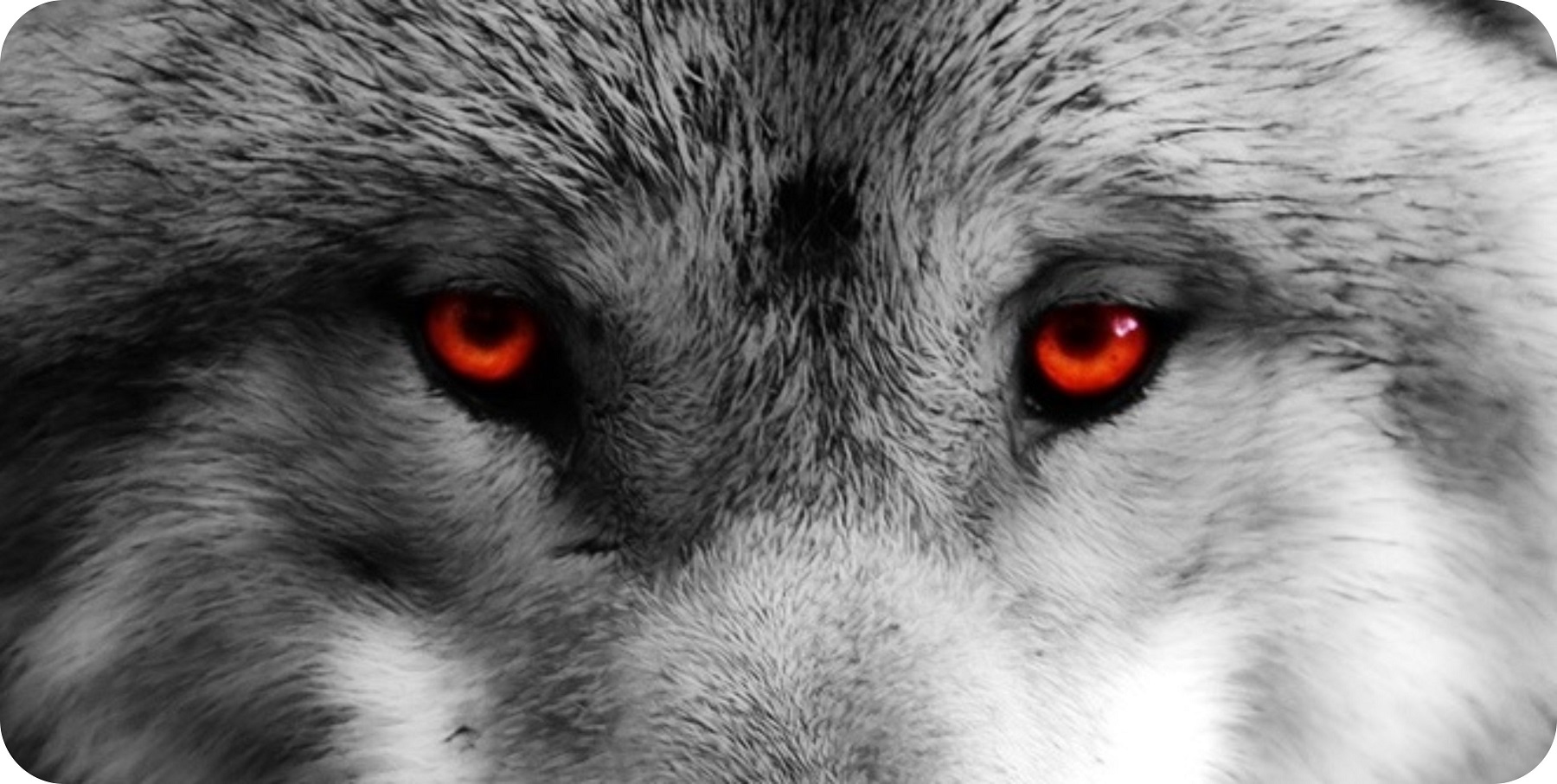 Albino Wolf Red Eyes